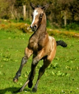 Gwennic de Goariva progeny