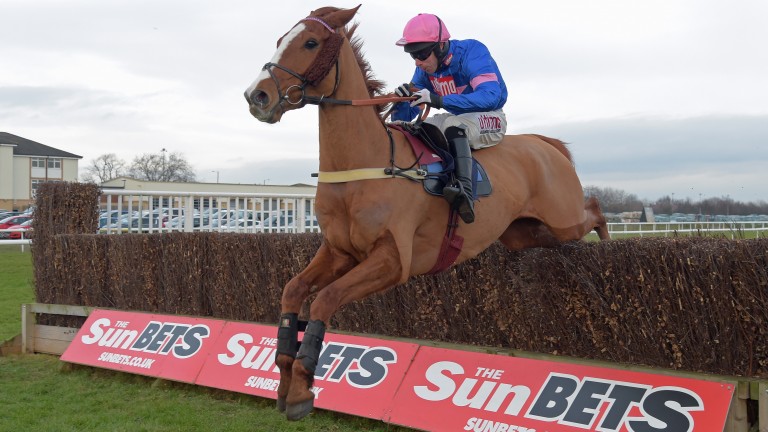 Dingo Dollar racehorse by Golden Lariat