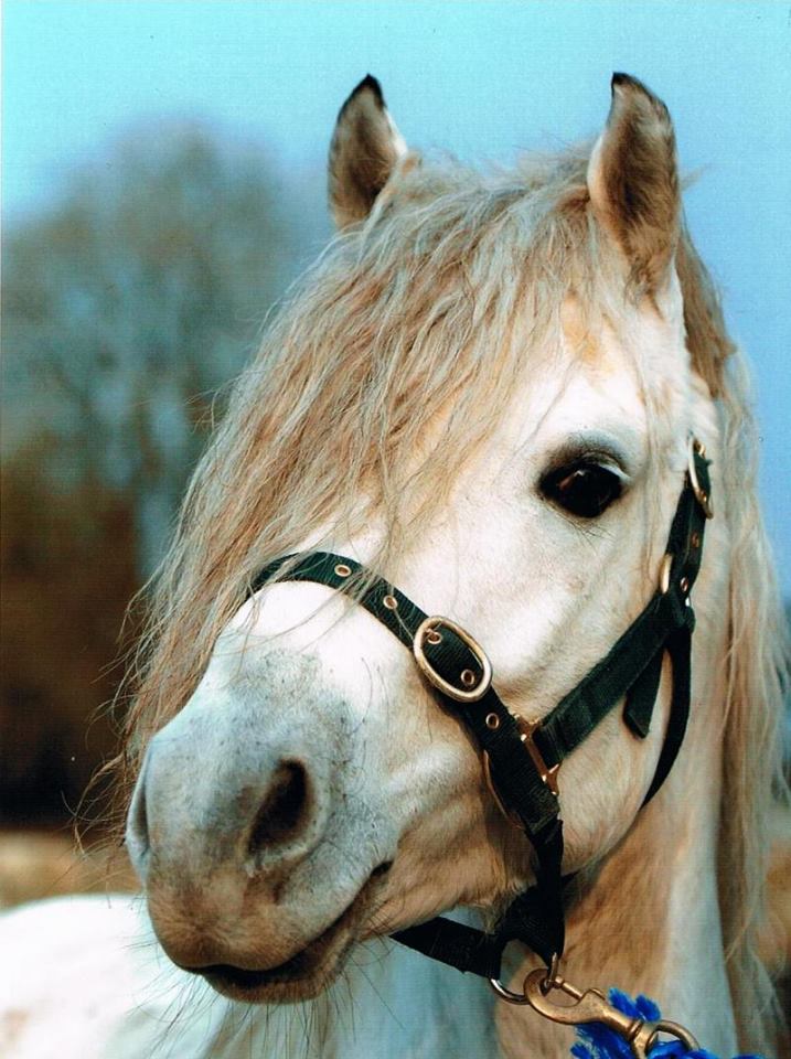 Drimcong Cove Connemara Pony Stallion