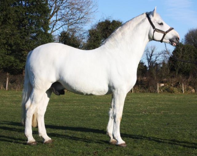 Fintan Himself (RID) Irish Draught Stallion