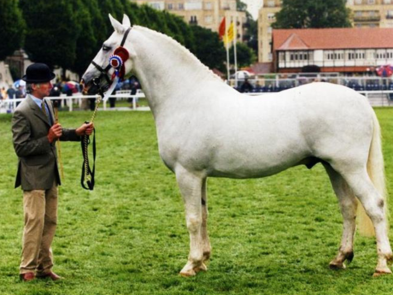 Tim Carey’s Advice on In-Hand&nbsp;Showing