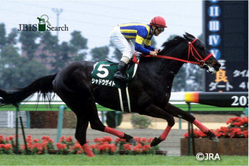 Shadow Gate Thoroughbred Stallion