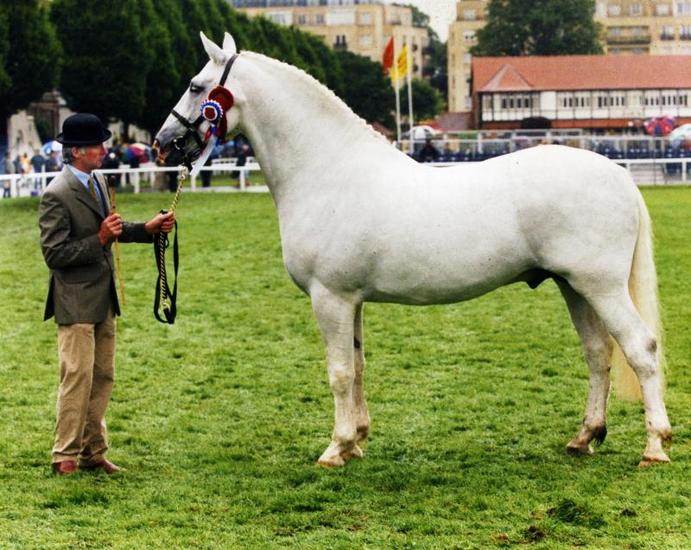 Star Kingdom (RID) at the RDS Horse Show 2002