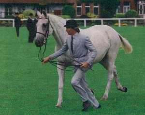 Tim Carey showing a horse at the RDS Horse Show.