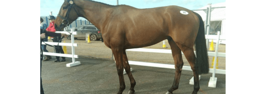 Bold Assassin Racehorse
