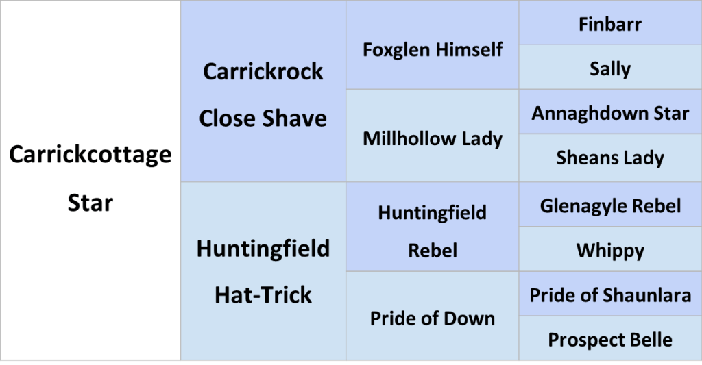 Carrickcottage Star Irish Draught Stallion Pedigree Chart