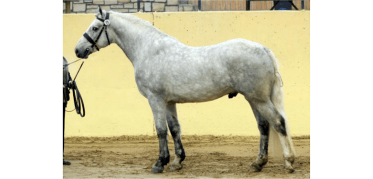 Carrickcottage Star (RID) Irish Draught Stallion 