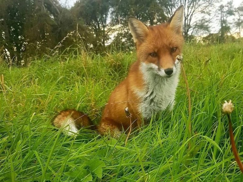 Meet our semi-tame pet fox,&nbsp;Rua!