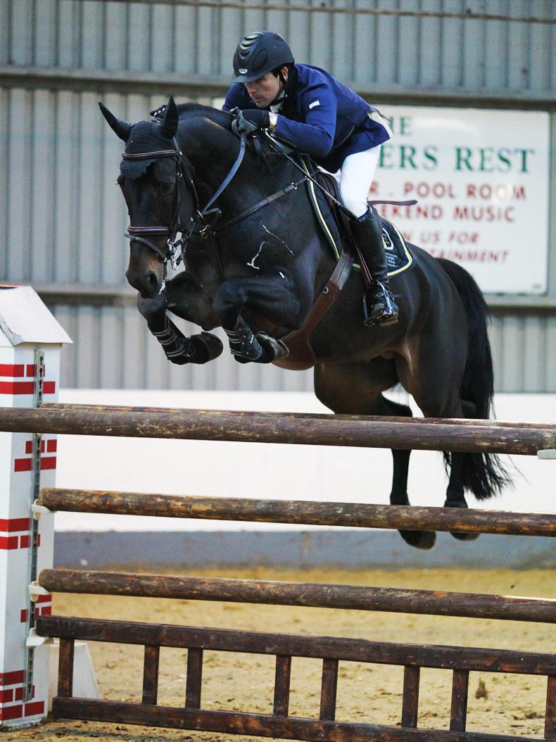 Cara Touche (ISH) Stallion