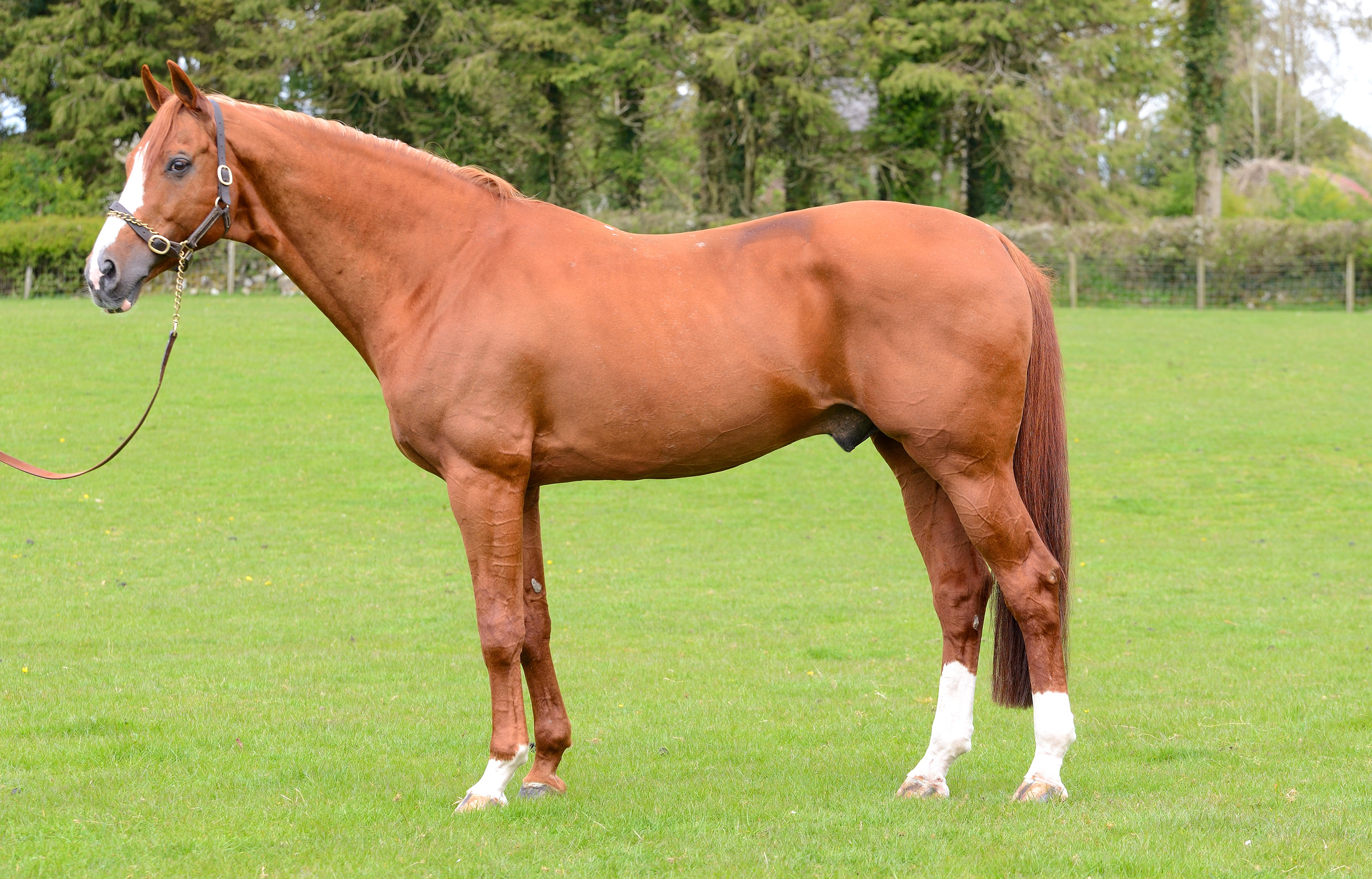 Another Pleasure KWPN Stallion