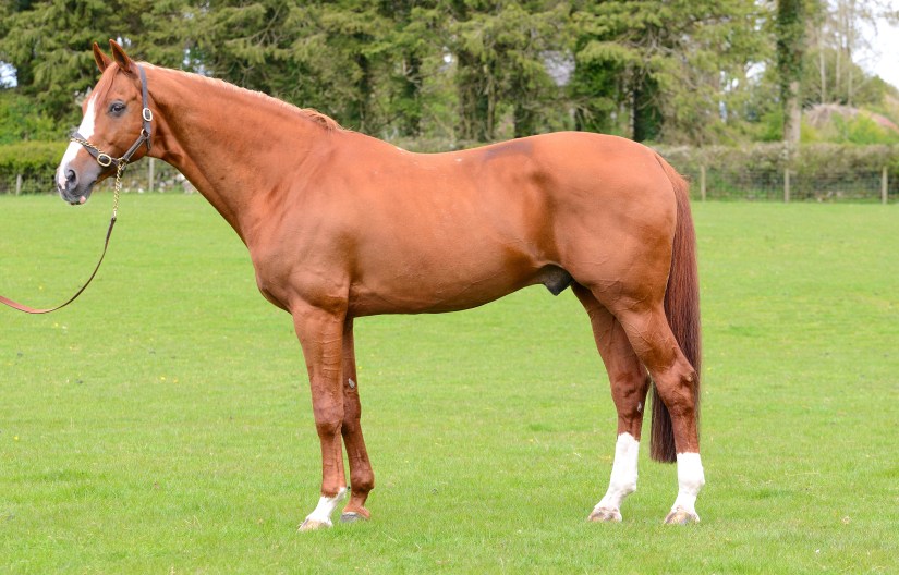 Another Pleasure KWPN Stallion