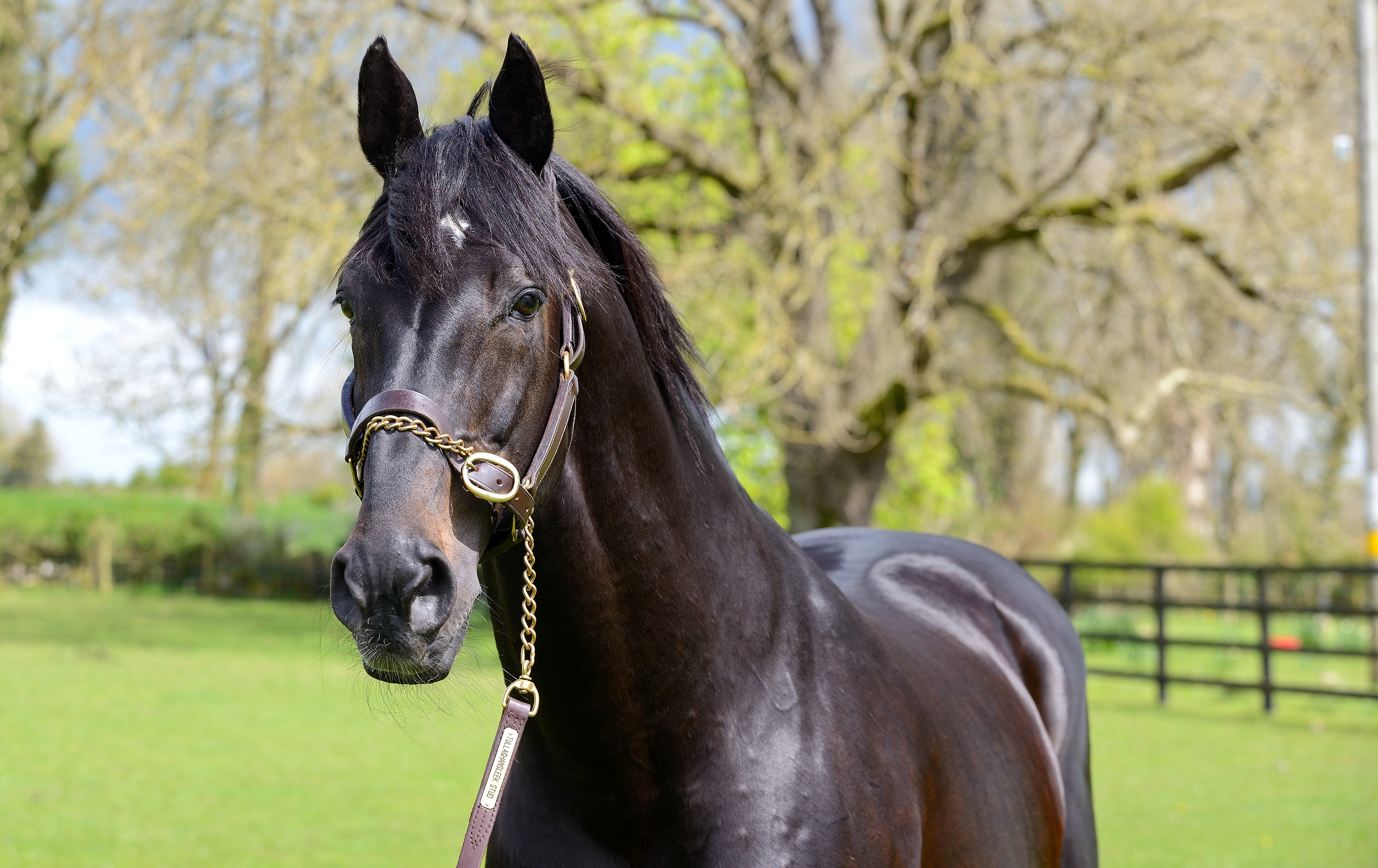 Cara Touche ISH Stallion