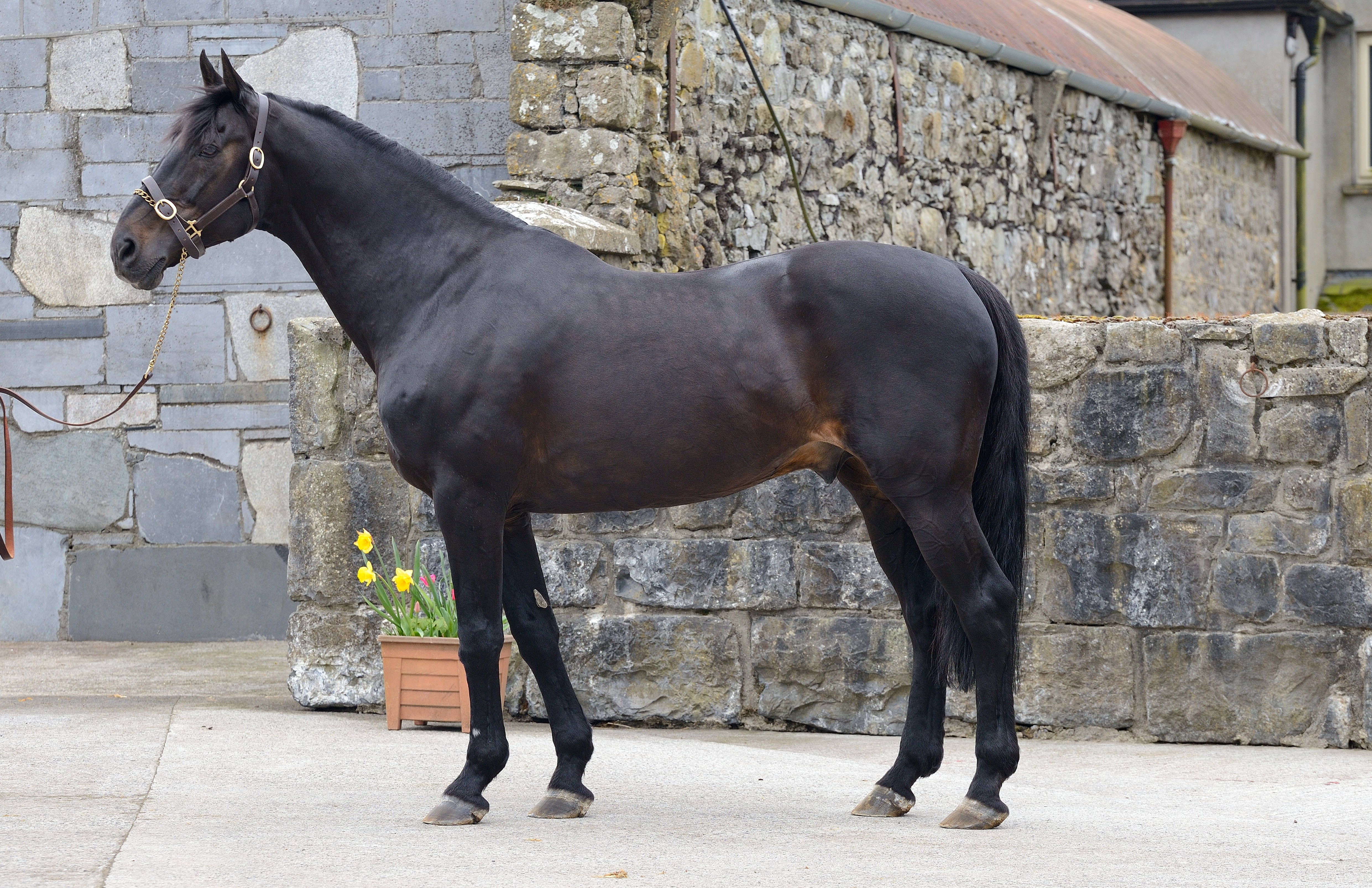 Cara Touche (ISH) Stallion