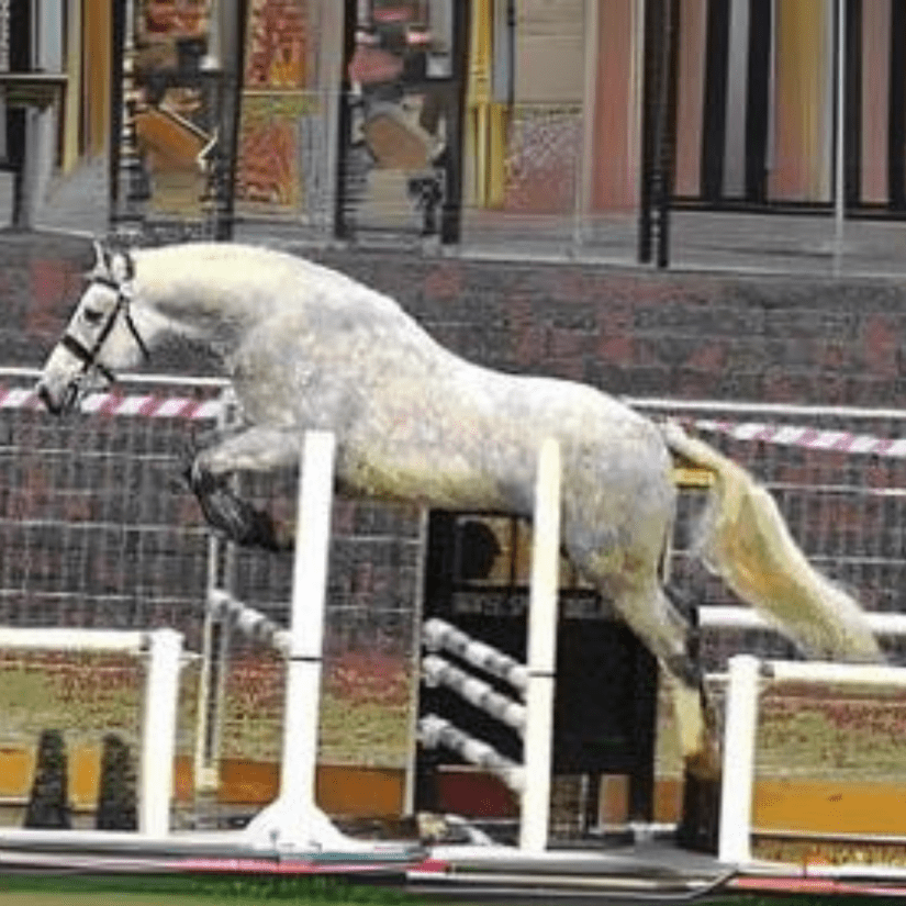 Carrickcottage Star Irish Draught Stallion