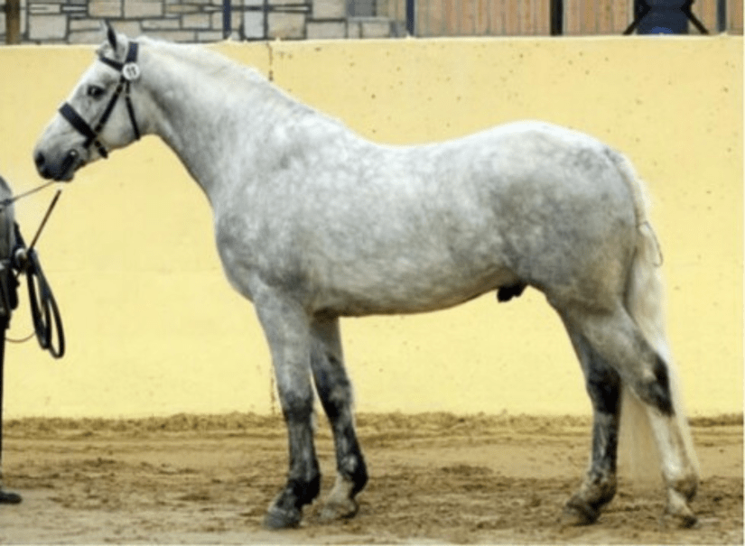 Carrickcottage Star (RID) Stallion