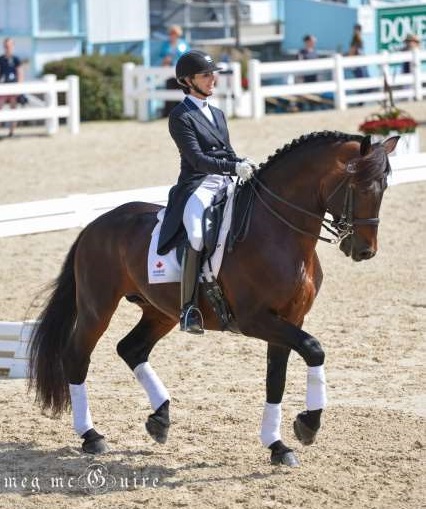 Steeped in Luck RID Stallion -Tullaghansleek Stud