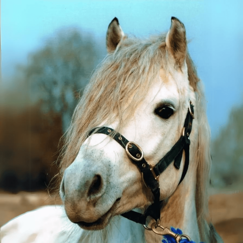 Drimcong Cove (CP) Stallion