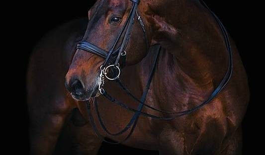 Steeped in Luck Stallion Tullaghansleek Stud