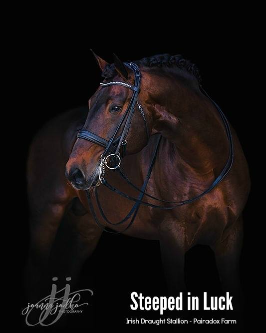 NEW ARRIVAL 2024! Steeped in Luck&nbsp;(RID)