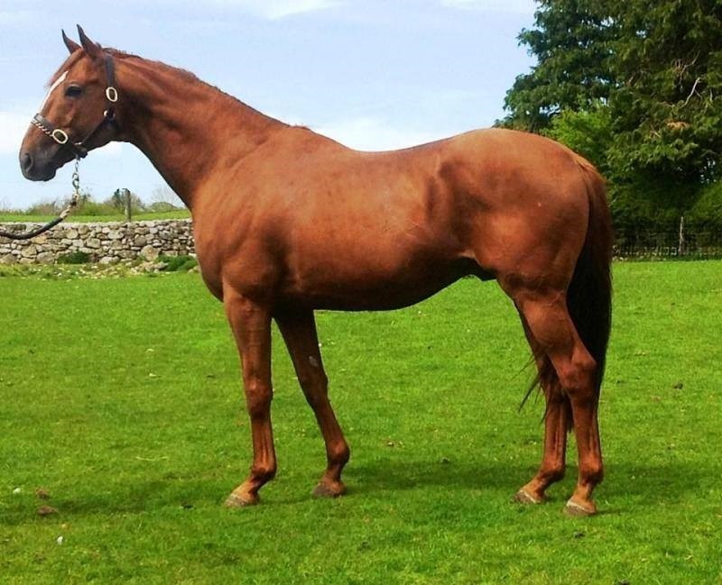 Golden Lariat Stallion - Tullaghansleek Stud