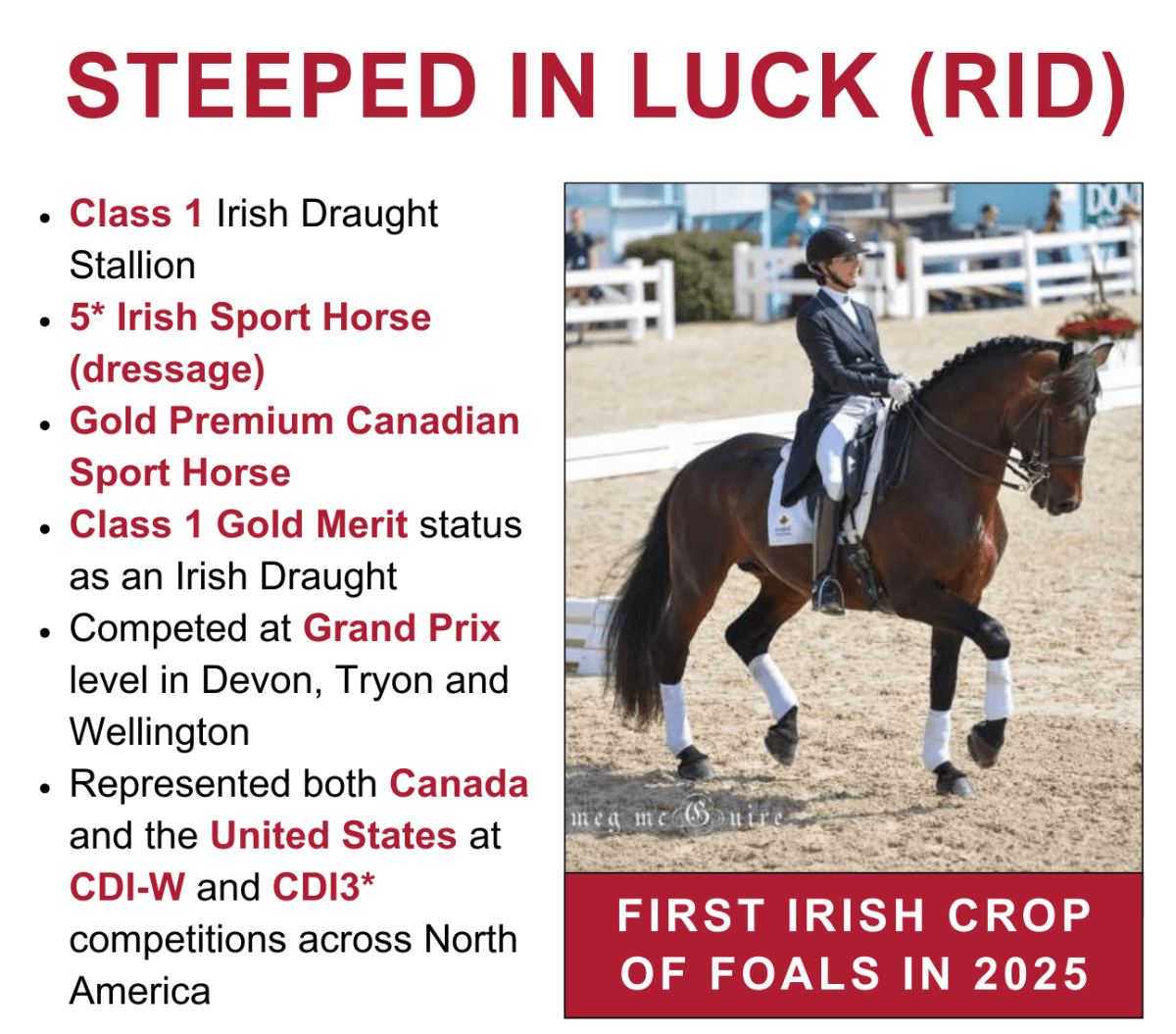 RID Stallions at Tullaghansleek&nbsp;2025