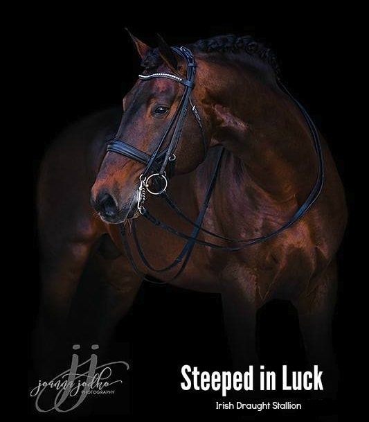 Steeped in Luck RID Stallion -Tullaghansleek Stud