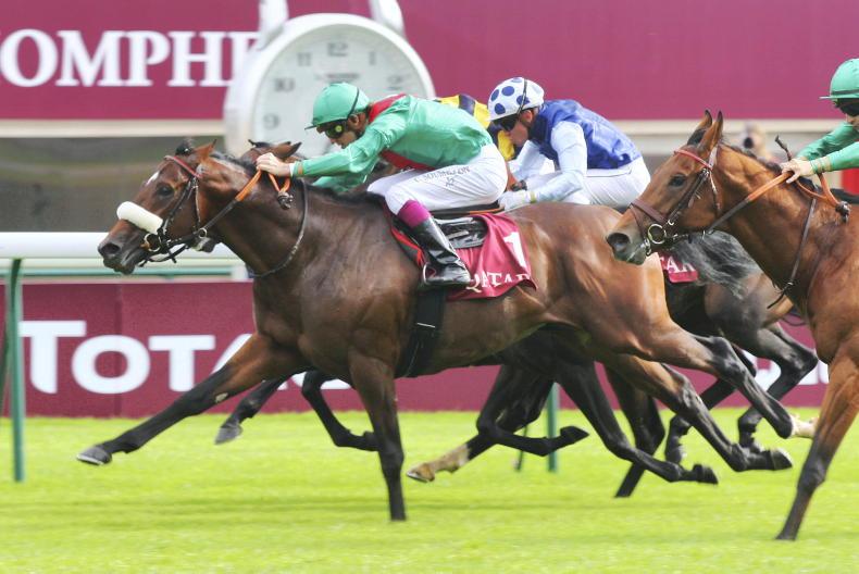 NEW 2025! Valirann (TB) standing at Tullaghansleek Stud