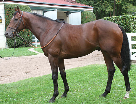 Valirann Stallion Tullaghansleek Stud Westmeath Ireland