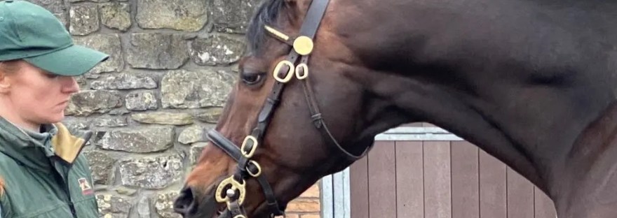 Claire Carey - Valirann - Tullaghansleek Stud