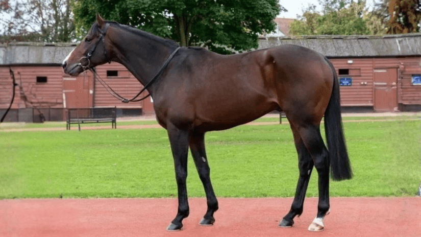 Amhran Na Bhfiann - Thoroughbred Stallion