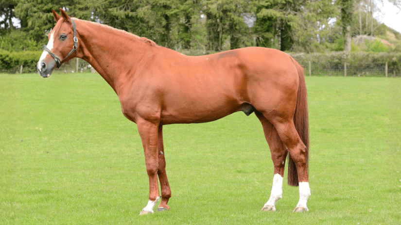 Another Pleasure - KWPN Stallion