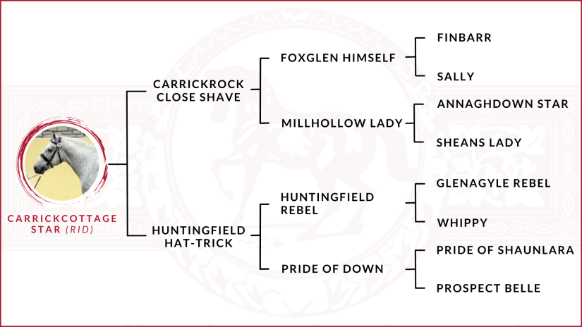 Carrickcottage Star - Pedigree Chart RID Stallion
