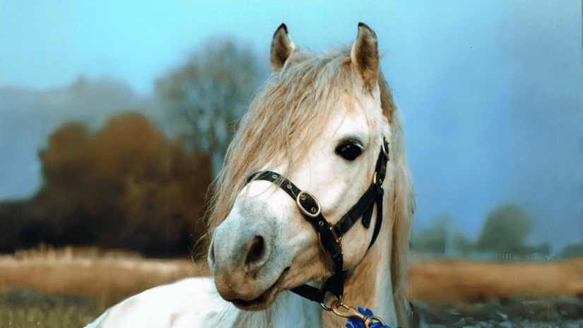 Drimcong Cove - Connemara Pony Stallion