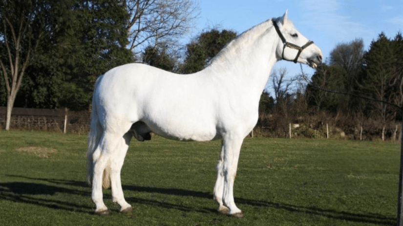 Fintan Himself - RID Stallion