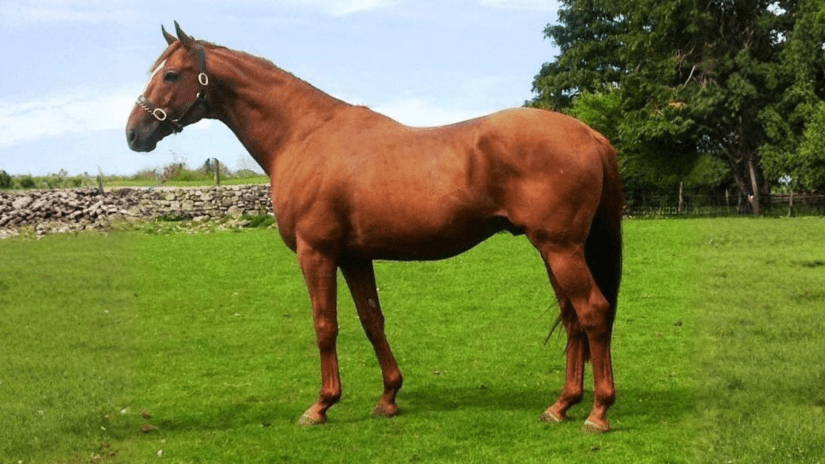 Golden Lariat - Thoroughbred Stallion