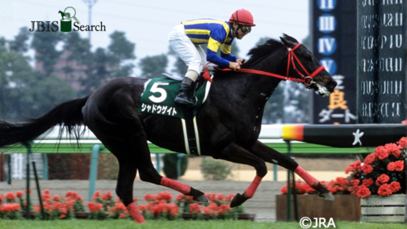 Shadow Gate - Thoroughbred Stallion