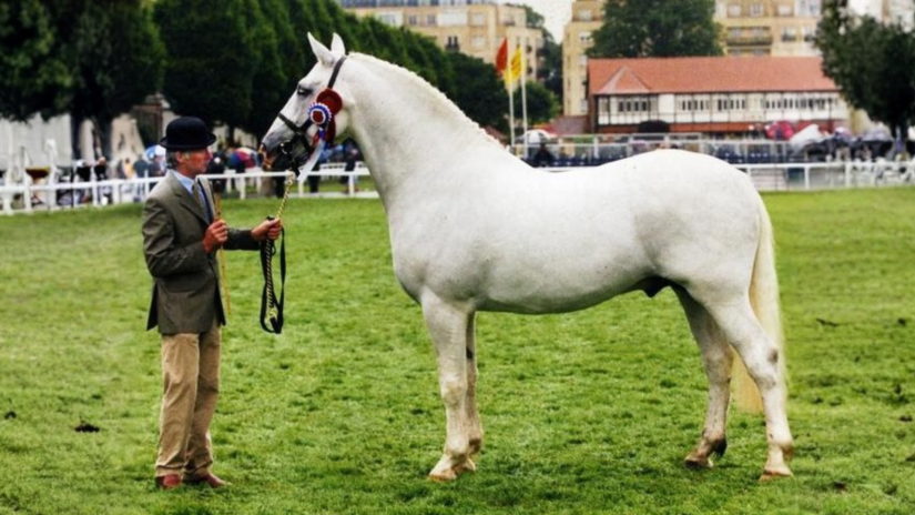 Star Kingdom - RID Stallion