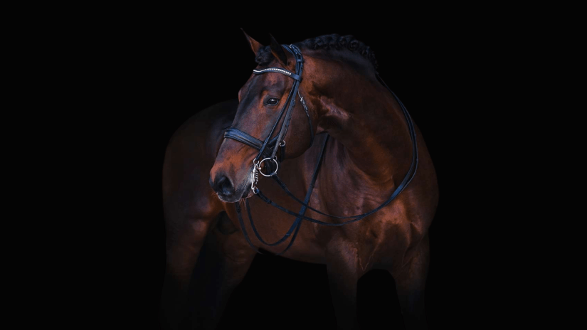 Steeped in Luck RID Stallion