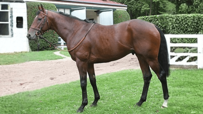 Valirann - Thoroughbred Stallion