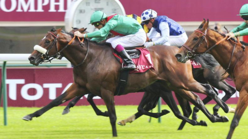 Valirann - Thoroughbred Stallion